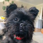 Profile Picture of Traci Miller (@lumi.monkey.dog) on Instagram