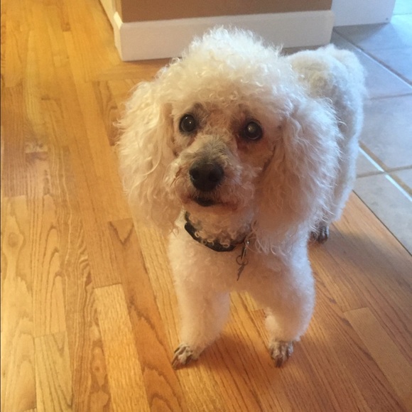 Profile Picture of Adriana Chong (@adigro) on Poshmark