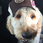 Profile Picture of Grady Goldendoodle (@ladygradyandgraham) on Instagram