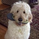 Profile Picture of Tracey Tavarez (@traceytavarez) on Instagram