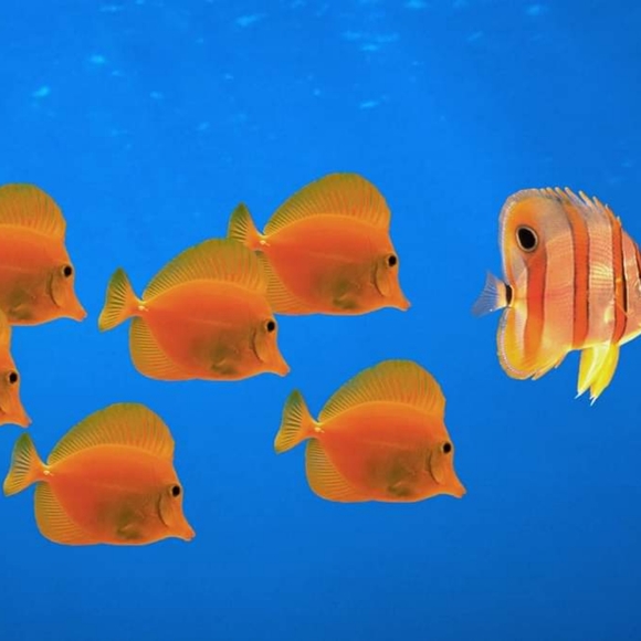 Profile Picture of Guillermo Araujo (@guilara7) on Poshmark