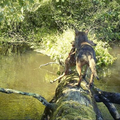 Profile Picture of Fred Chasse Peche (@ChasseFred) on Twitter