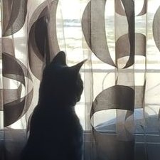 Profile Picture of Laurie Brooks (@e9b6c2f6203b414) on Twitter