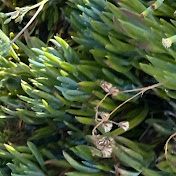 Profile Picture of Sean Hess (@seanhess3483) on Youtube