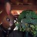 Profile Picture of Debbie Sharp (@miffy27) on Pinterest