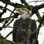 Profile Picture of Frank Biggs (@bwanabubba) on Instagram