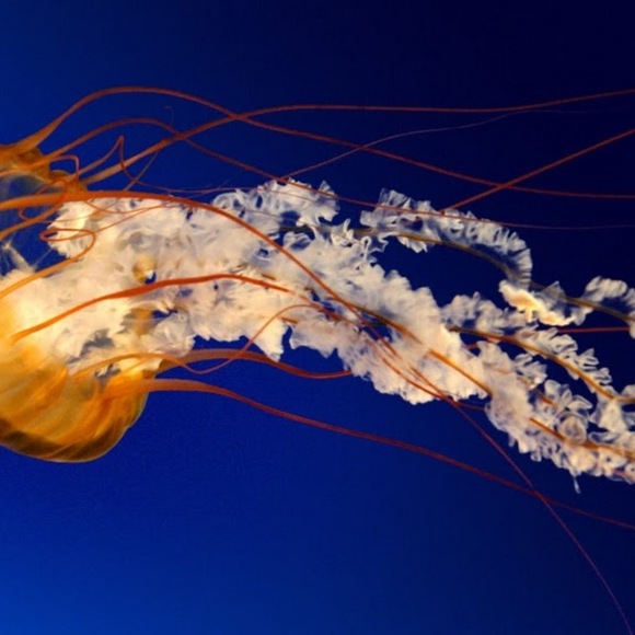 Profile Picture of Cindy Xiong (@cindyraunaj) on Poshmark