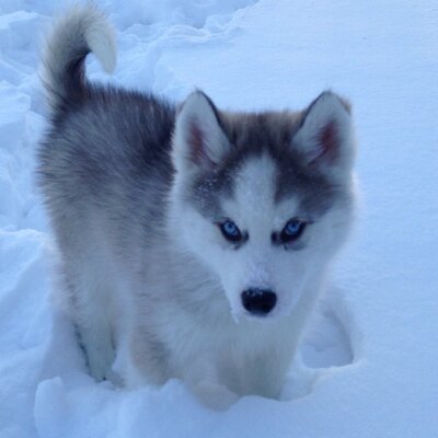 Profile Picture of Amy Hatch (@flrws4me) on Twitter