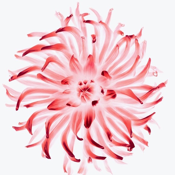 Profile Picture of Rene Clark (@freemanor) on Poshmark