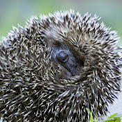 Profile Picture of Patrick Pedroso (@patrickpedroso6270) on Youtube