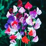 Profile Picture of April M. Davenport Cobbs (@akahope98) on Instagram