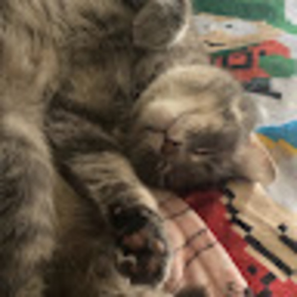 Profile Picture of Kaia Mincolla (@kaiamincolla) on Poshmark