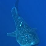 Profile Picture of Andreas Mauersberger (@hadsumi1214) on Instagram