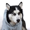 Profile Picture of Хаски Сэм (@huskysam) on Tiktok