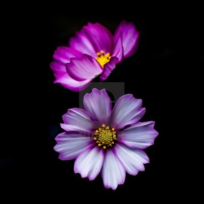 Profile Picture of Lydia McGrath (@LydiaMcGrath4) on Twitter