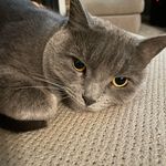 Profile Picture of Holly Shoup-Bruch (@shoupbruch) on Instagram