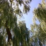 Profile Picture of Mandy Quach (@donothavea) on Instagram