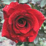 Profile Picture of Bradley (@max_bob_06) on Instagram