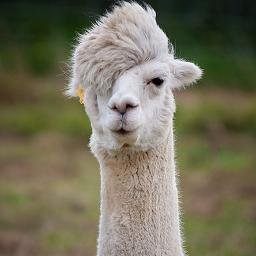 Profile Picture of Sam Felt (@TwaimzIsAwesome) on Twitter