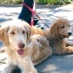 Maxwell+Oliver🐶🐾 - Instagram Profile Picture of Maxwell+Oliver🐶🐾 (@maxxwell_olliver) on Instagram