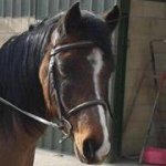 Profile Picture of Elise Wilkinson (@basil5522) on Instagram
