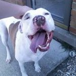 Profile Picture of Joe Hayes (@steelman2287) on Instagram