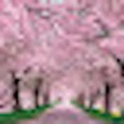 Profile Picture of P.S.204 Michael Meng Presents Channel (@p.s.204michaelmengpresents6) on Youtube
