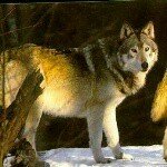 Tony Melgar - Instagram Profile Picture of Tony Melgar (@tonymelgar907) on Instagram