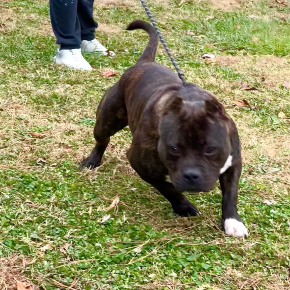 Profile Picture of Jean Caminos (@23jeancarlos23) on Poshmark