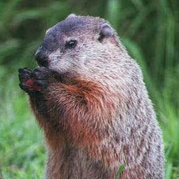 Profile Picture of Sasha Coltin (@groundhogsc) on Poshmark