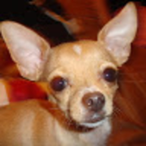 Profile Picture of Lizette Alvarez (@alizette14) on Poshmark