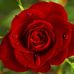 Profile Picture of Rayman Halim (@rayman.halim) on Facebook
