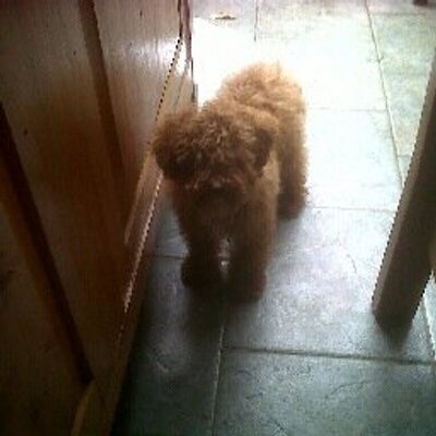 Profile Picture of Maria Jose Massa (@macajema) on Twitter