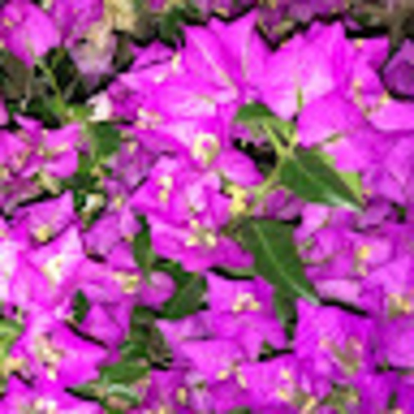 Profile Picture of Lyon Hamburg (@aryeh1961) on Poshmark