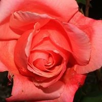Profile Picture of Lucille Hayes (@lucille-hayes-2) on Quora