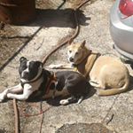 Profile Picture of Dave Behnke (@bald_gsxr_fury) on Instagram