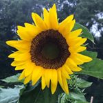 Profile Picture of Valerie McDaniel (@valclarkmcdaniel) on Instagram