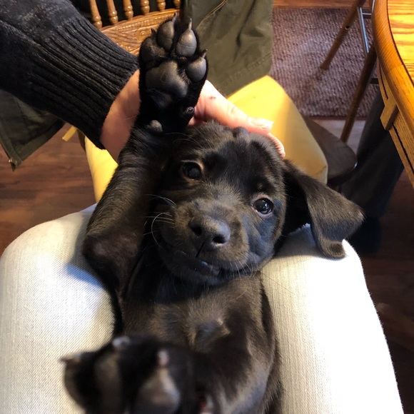 Profile Picture of Alysin Randall (@alysinrandall) on Poshmark