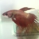 Profile Picture of Alfred Benjamin Fish (@alfred_fish) on Instagram