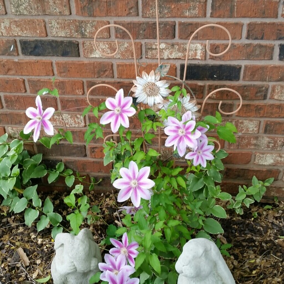 Profile Picture of Cindy Smirl (@cindysmirl) on Poshmark