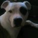 Profile Picture of Ambrosia Younger (@sampson07) on Pinterest