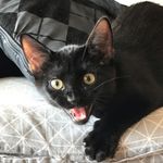 Profile Picture of Travis Cat & Millie (@traviscat.official) on Instagram