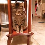 Profile Picture of 🥇🤗7th Grade😫👩‍🏫 (@iyonna.alaina.watson) on Instagram