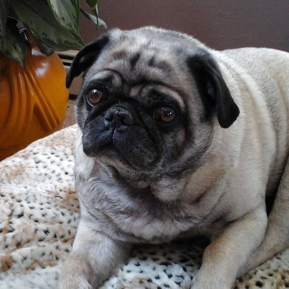 Marilyn Christopher munschy - Poshmark Profile Picture of Marilyn Christopher munschy (@flagger18) on Poshmark