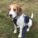 Profile Picture of HUGO RIchards-hanley (@hugothehoundyhound) on Instagram