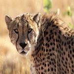 Profile Picture of James Jones (@yugantsevje_kolesik) on Instagram