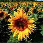 Profile Picture of Leane Ledbetter (@leaneledbetter) on Instagram