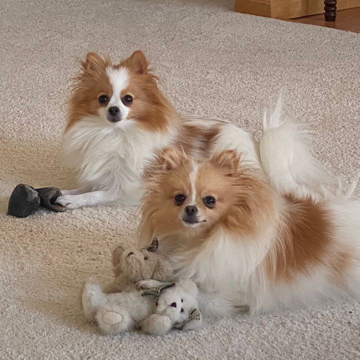 Profile Picture of Jason Ohare (@poms_sophia_and_pippa) on Tiktok