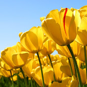 Profile Picture of Nitin Kohli (@coolnitin100) on Youtube