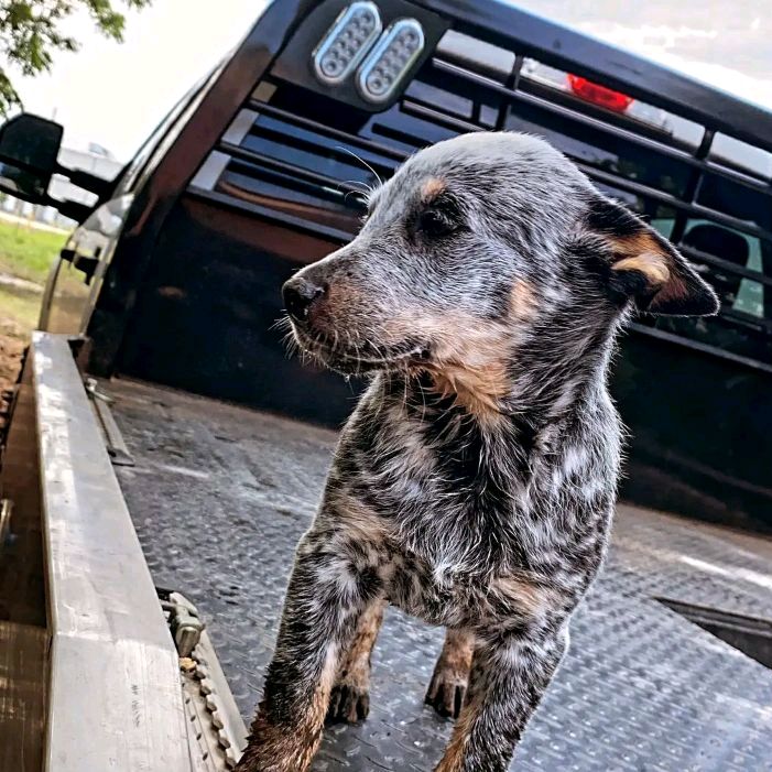 Profile Picture of countybobby (@countybobby) on Tiktok